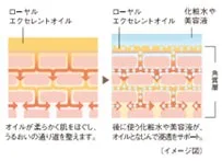 オイルが肌をほぐし、潤いの通り道を作る浸透イメージ図