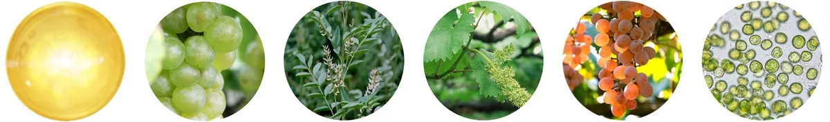 配合されている植物エキスのイメージ
