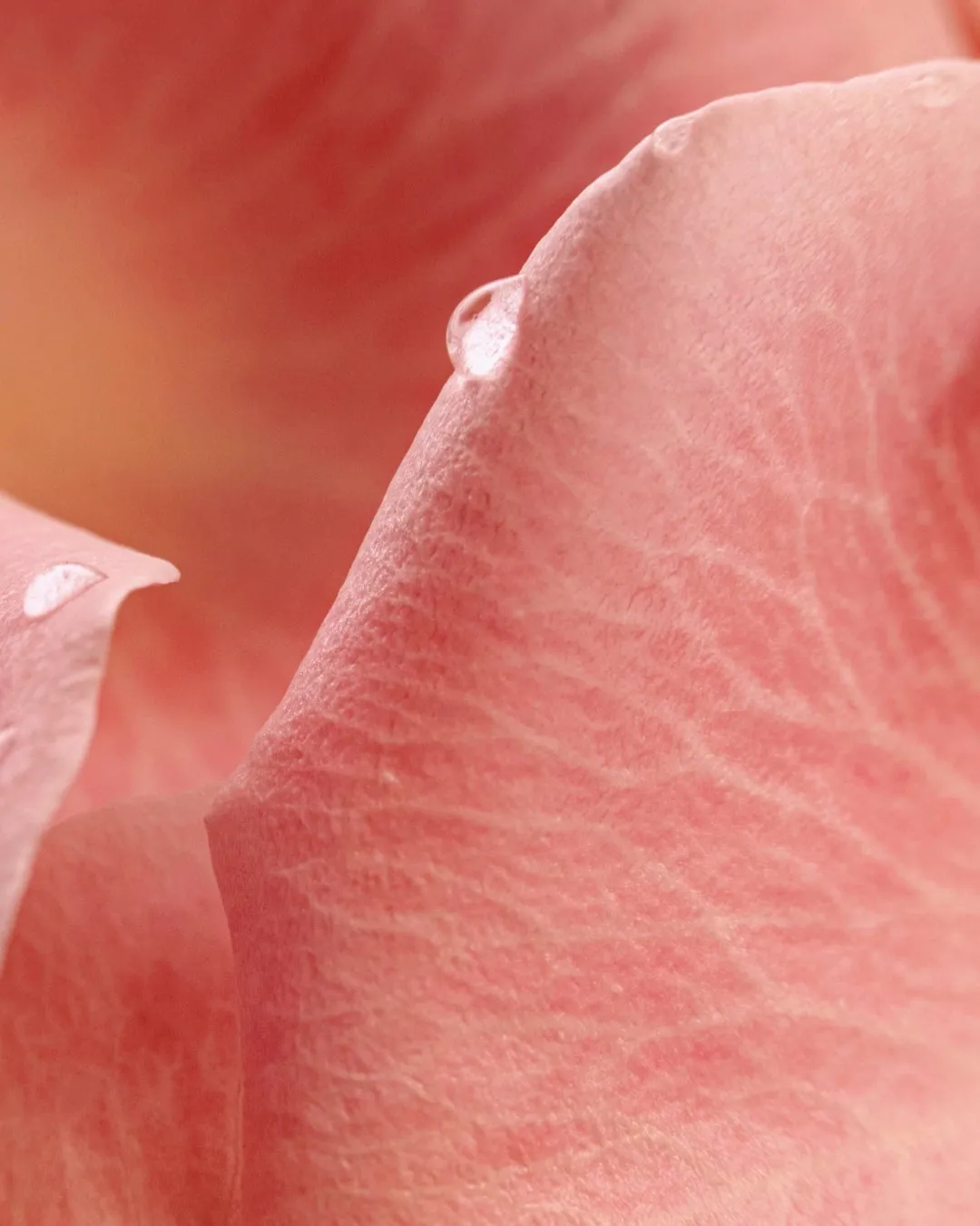 瑞々しいダマスクローズの花びらのクローズアップ