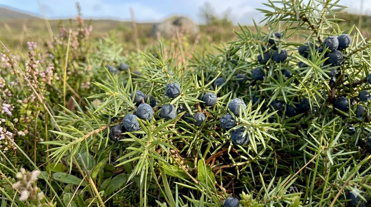 オートファジー成分の原料となるセイヨウネズの植物イメージ