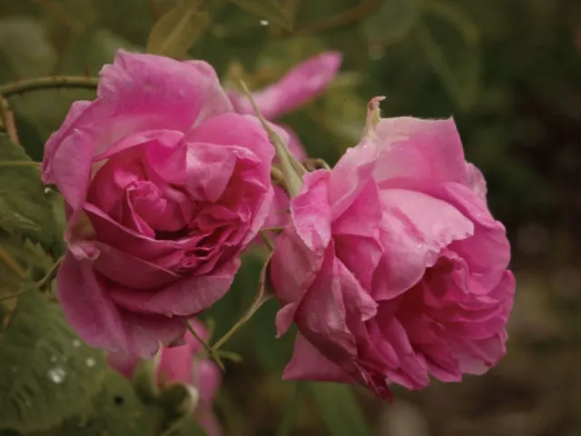 瑞々しく咲き誇るピンク色のダマスクバラの花