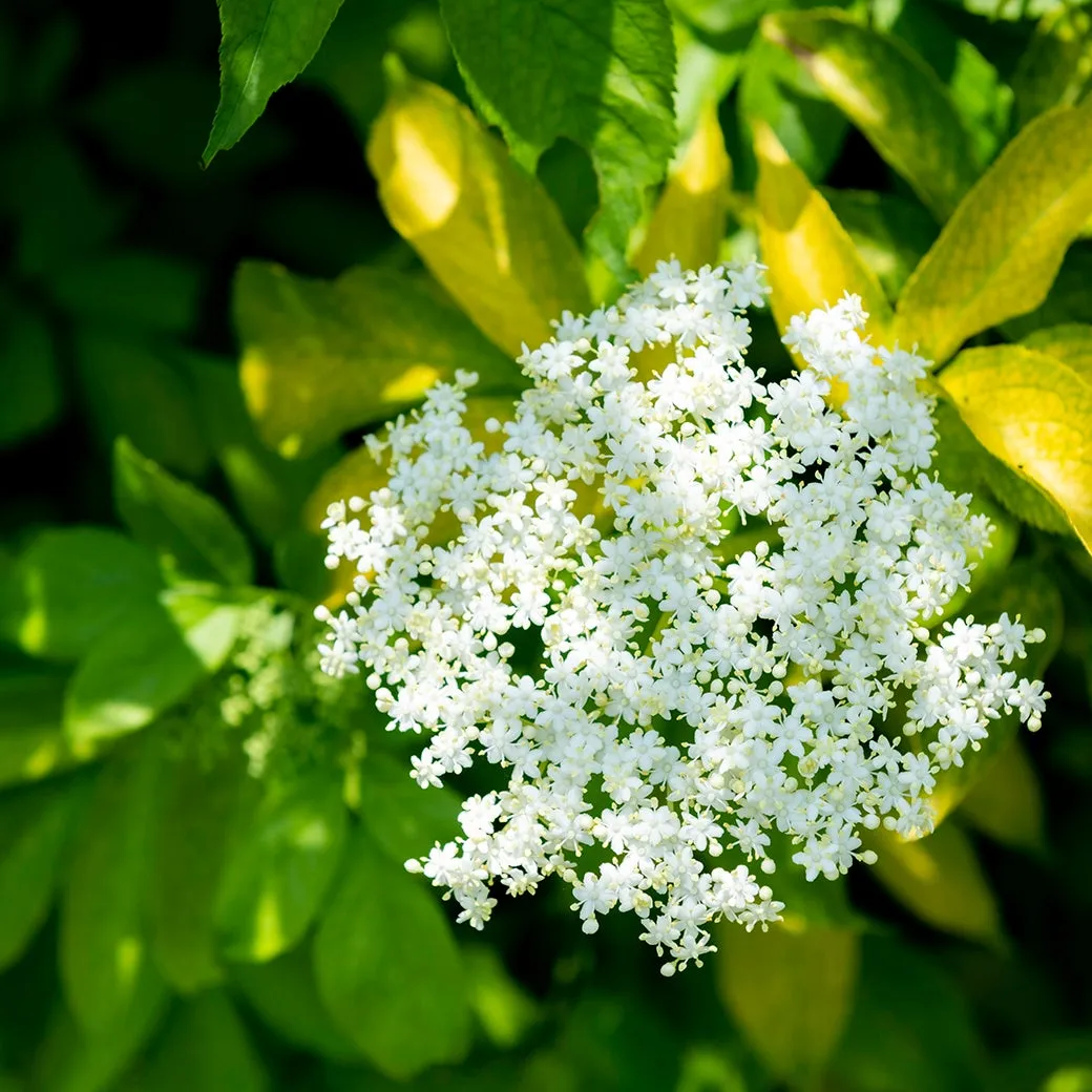 可憐に咲くエルダーフラワーの花