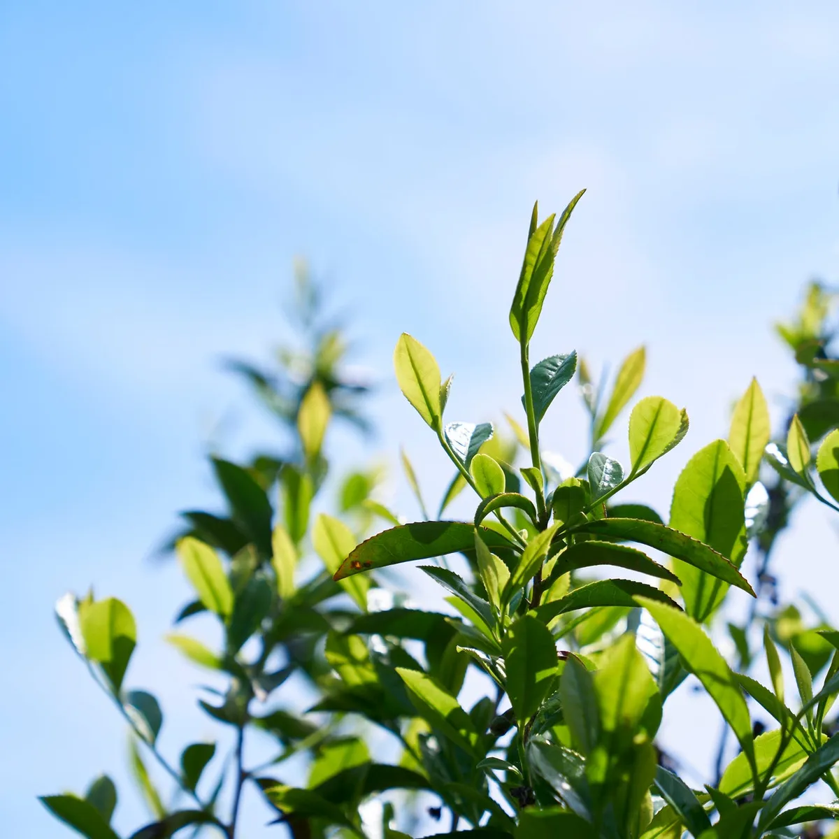 輝く大和茶の新芽