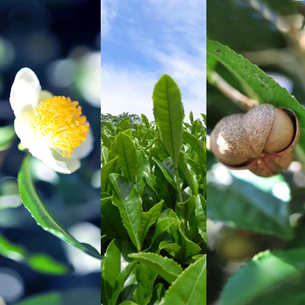 お茶やツバキなど日本各地の植物イメージ