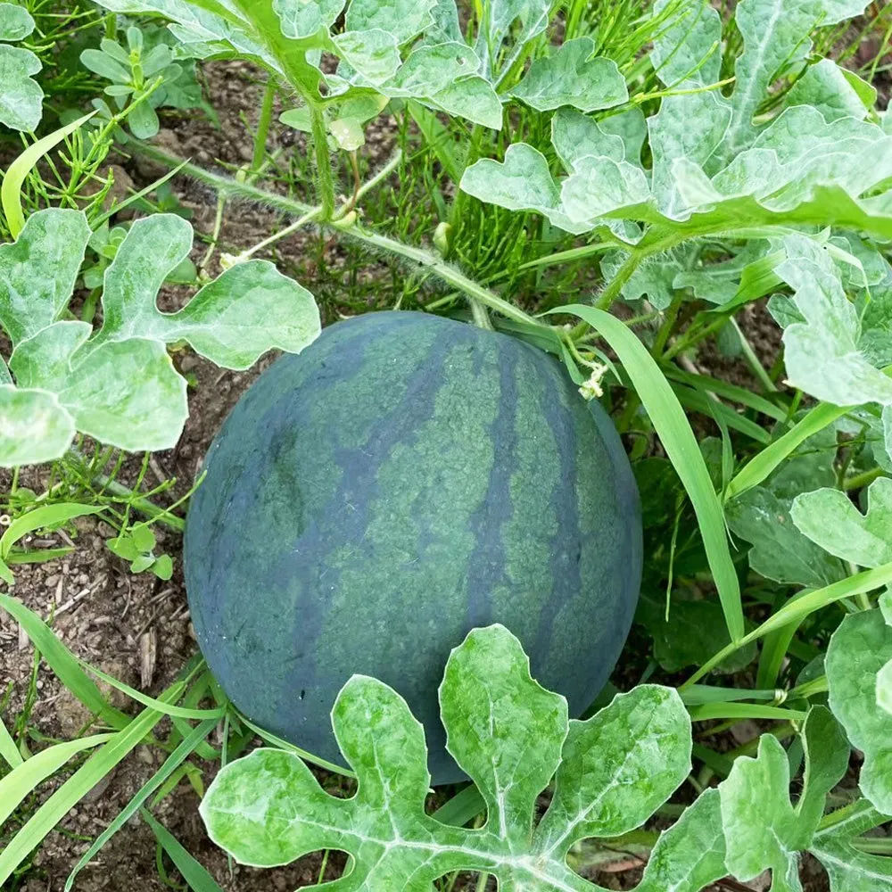 ニセコの自社菜園で育つスイカ