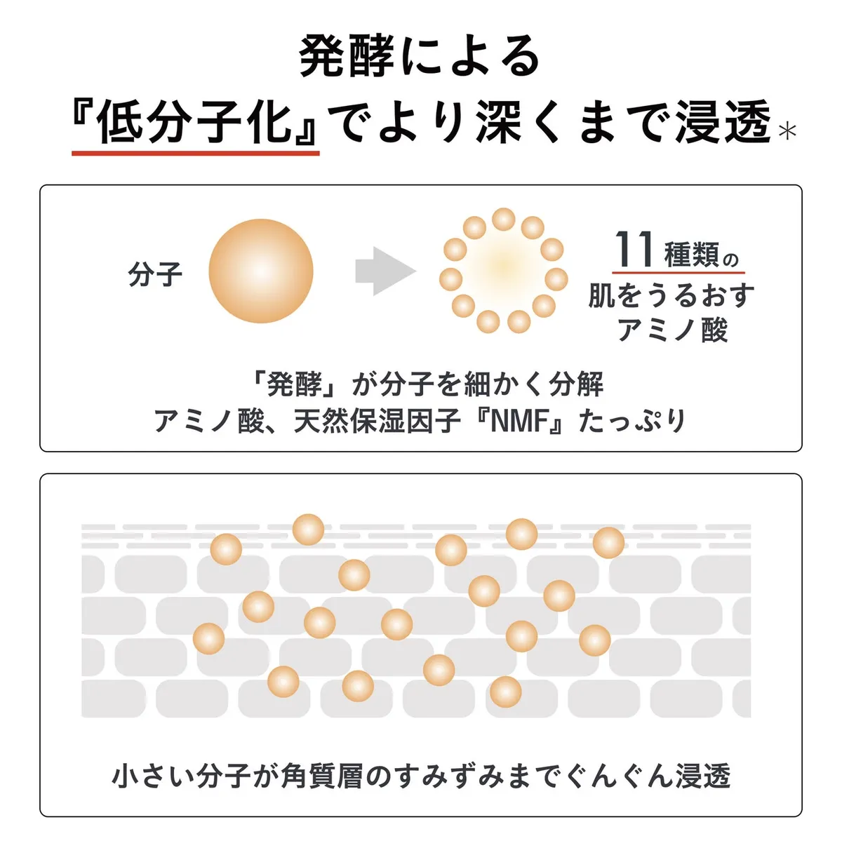 発酵による成分の低分子化と浸透の仕組みを説明する図解