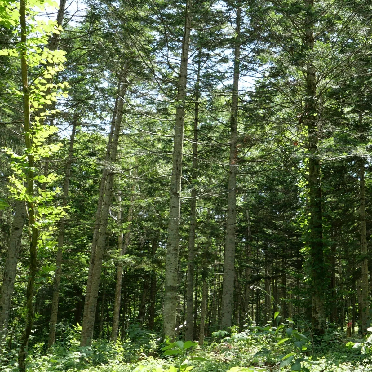 北海道の深い森の景色