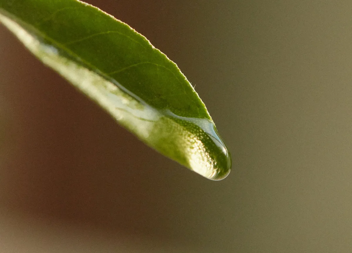 植物と水滴の潤いイメージ