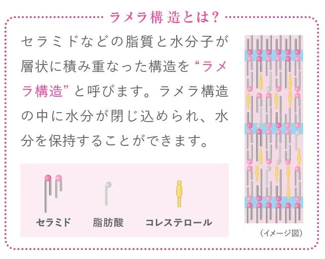 セラミドなどの脂質と水分が層状になったラメラ構造のイメージ図