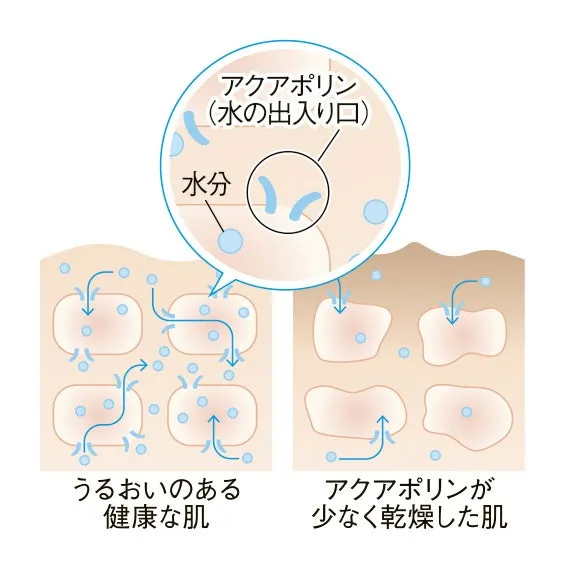 アクアポリンを通じた水分の出入りを説明する図解