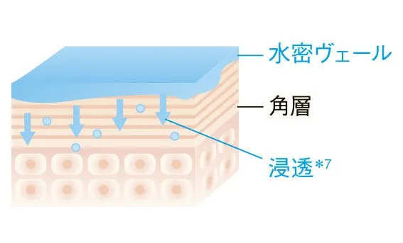 水密ヴェールが角層まで浸透するイメージ図