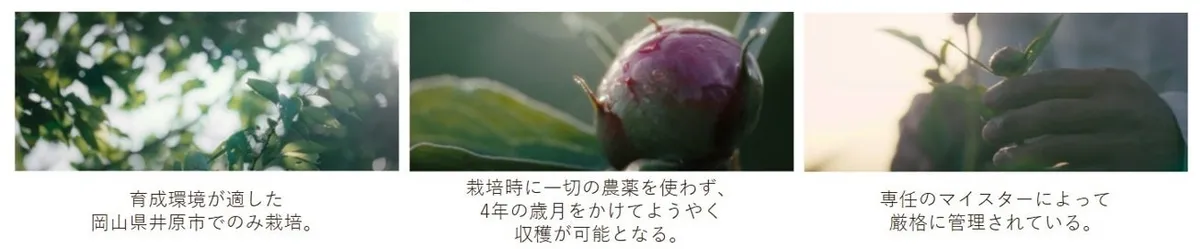 岡山県井原市での原料栽培風景